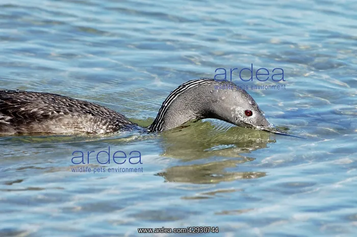  : Red-throated DIVER  /  LOON - Fishing in sea