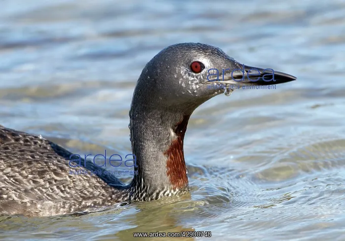 : Red-throated DIVER / LOON - Fishing in sea : Red-throated DIVER / LOON - Fishing in sea