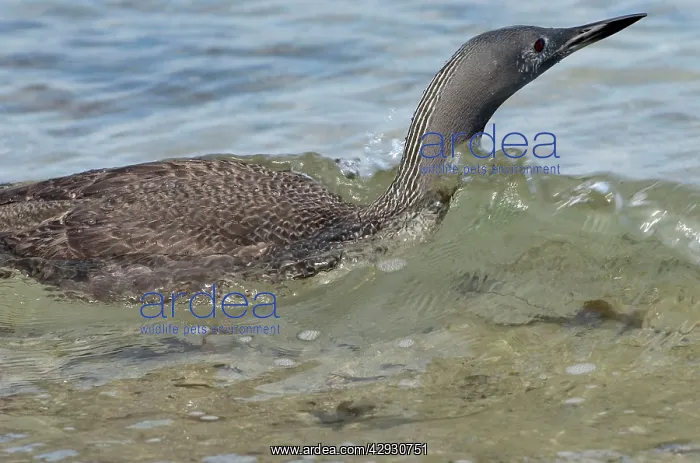: Red-throated DIVER / LOON - Fishing in sea : Red-throated DIVER / LOON - Fishing in sea