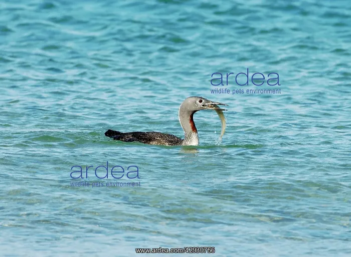 : Red-throated DIVER / LOON - Fishing in sea : Red-throated DIVER / LOON - Fishing in sea
