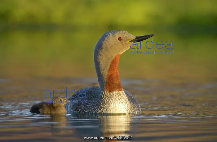 : Red-throated Diver or Loon (Gavia stellata) with : Red-throated Diver or Loon (Gavia stellata) with