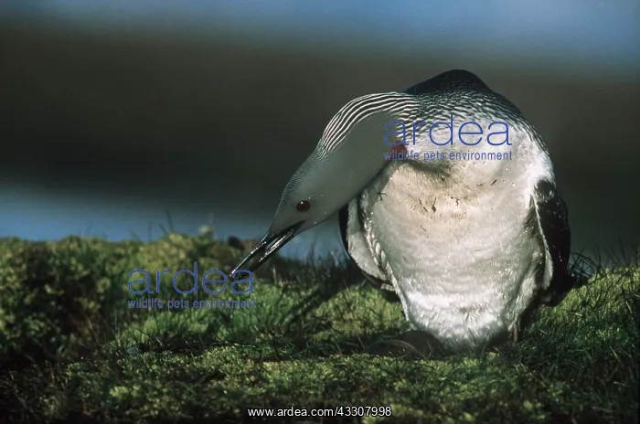 : RED-THROATED DIVER / LOON - on ground : RED-THROATED DIVER / LOON - on ground