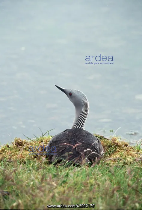: RED-THROATED DIVER / LOON - ON NEST : RED-THROATED DIVER / LOON - ON NEST