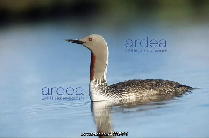 : Red-throated Diver / Loon - ON WATER : Red-throated Diver / Loon - ON WATER