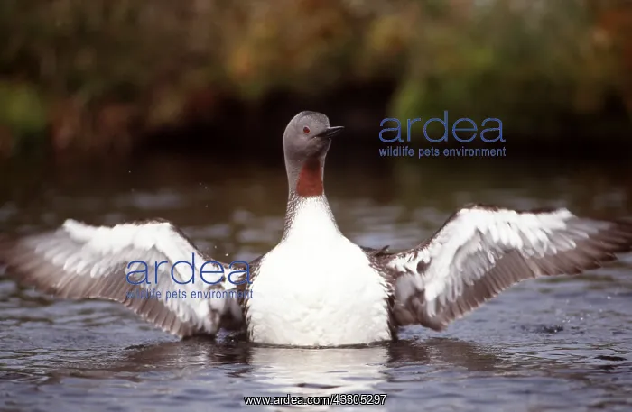 : RED-THROATED DIVER / LOON on water, wings spread : RED-THROATED DIVER / LOON on water, wings spread