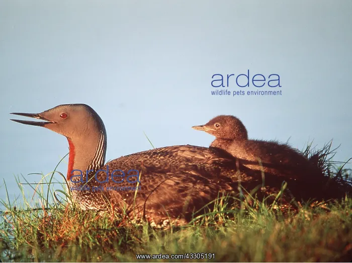 : RED-THROATED DIVER / LOON - With Young : RED-THROATED DIVER / LOON - With Young