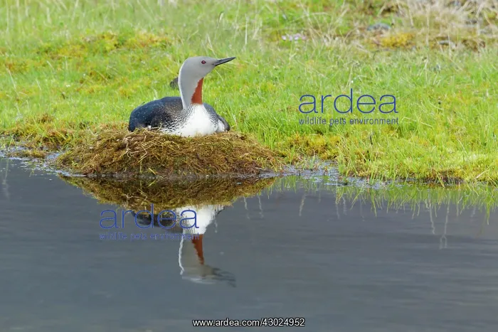 : Red-throated Diver - on nest : Red-throated Diver - on nest