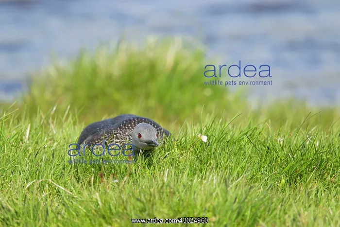 : Red-throated Diver - on nest : Red-throated Diver - on nest