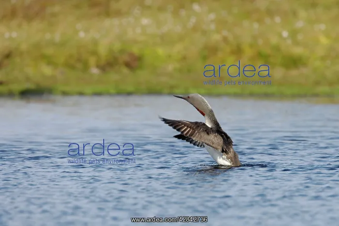 : Red Throated Diver - stretching wings : Red Throated Diver - stretching wings