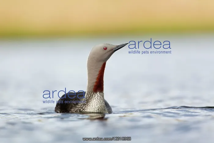 : Red Throated Diver summer : Red Throated Diver summer
