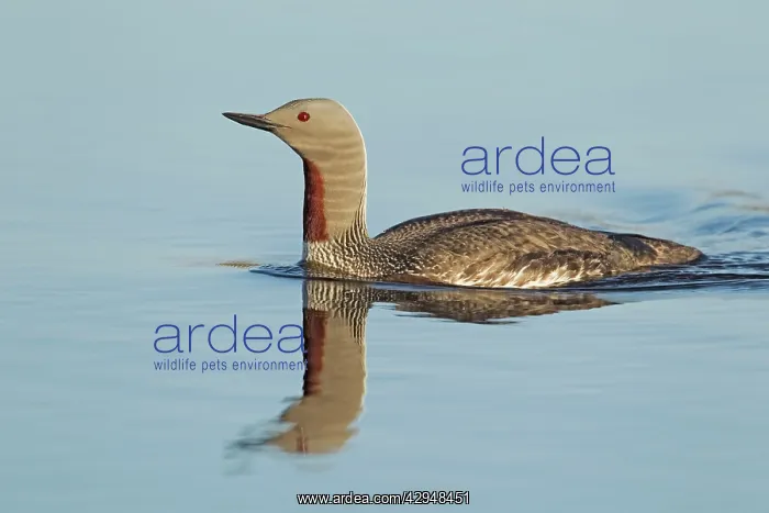 : Red-throated Diver - swimming on loch : Red-throated Diver - swimming on loch