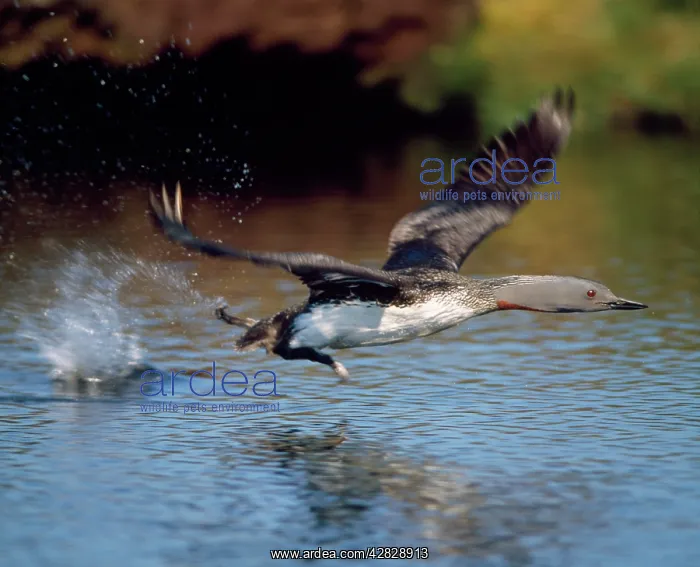 : Red-throated Diver - taking off : Red-throated Diver - taking off