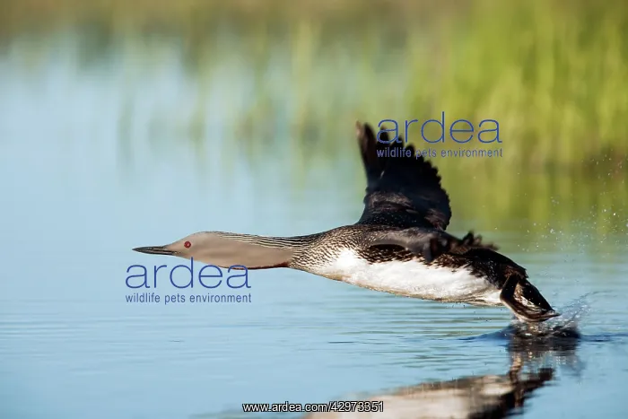 : Red Throated Diver - Taking Off : Red Throated Diver - Taking Off