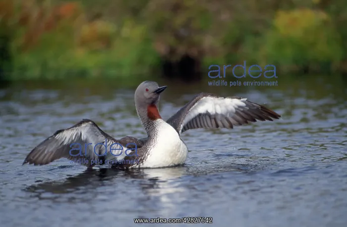 : Red-throated Diver - on water : Red-throated Diver - on water