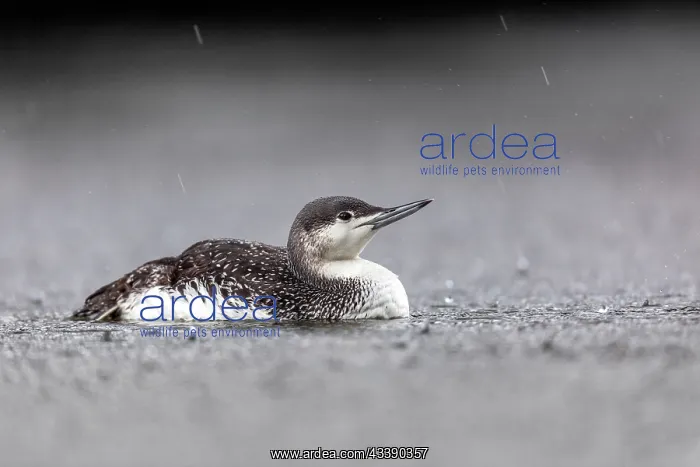 : Red Throated Diver - Winter Plumage - UK : Red Throated Diver - Winter Plumage - UK