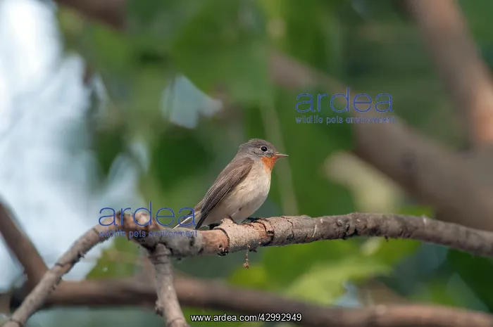 : Red-throated flycatcher - perched : Red-throated flycatcher - perched