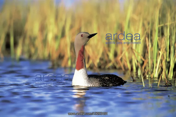 : Red-throated Loon : Red-throated Loon