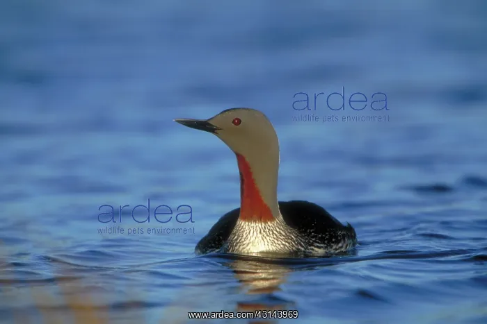 : Red-throated Loon : Red-throated Loon