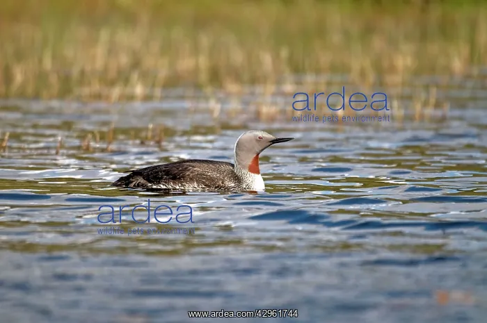 : Red-throated Loon / Diver - on small loch : Red-throated Loon / Diver - on small loch