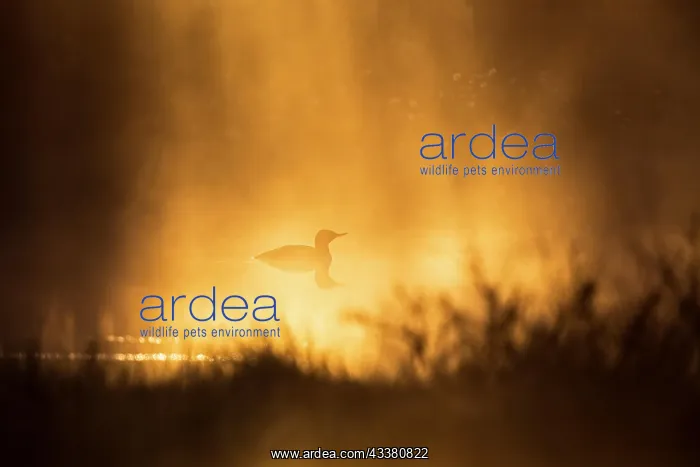: Red-throated loon (Gavia stellata) at a lake in : Red-throated loon (Gavia stellata) at a lake in