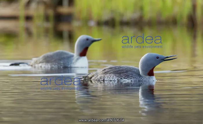 : Red-throated loon pair at home in a tundra pond of the : Red-throated loon pair at home in a tundra pond of the