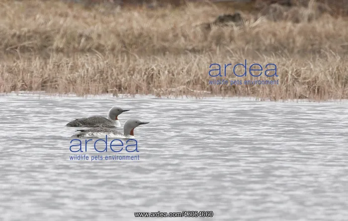 : Red-throated loon pair in pond : Red-throated loon pair in pond