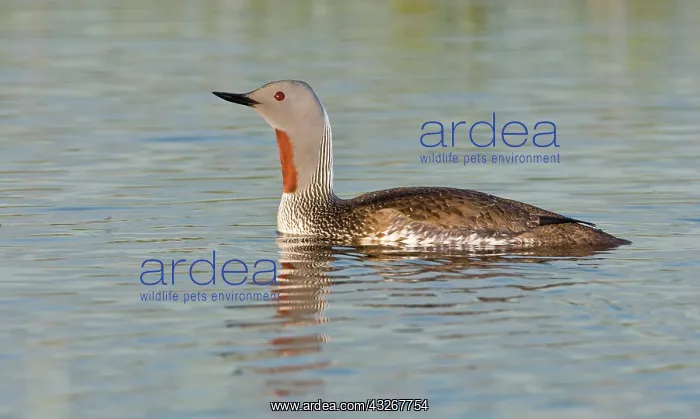 : A Red-Throated Loon at a pond near Lake : A Red-Throated Loon at a pond near Lake