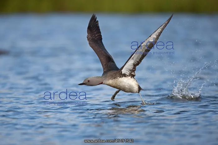 : Red-throated loon or Red-throated diver (Gavia stellata) : Red-throated loon or Red-throated diver (Gavia stellata)