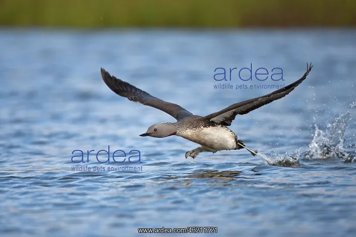 : Red-throated Loon or Red-throated Diver (Gavia stellata) : Red-throated Loon or Red-throated Diver (Gavia stellata)