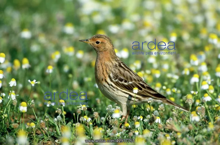 : Red-throated Pipit : Red-throated Pipit
