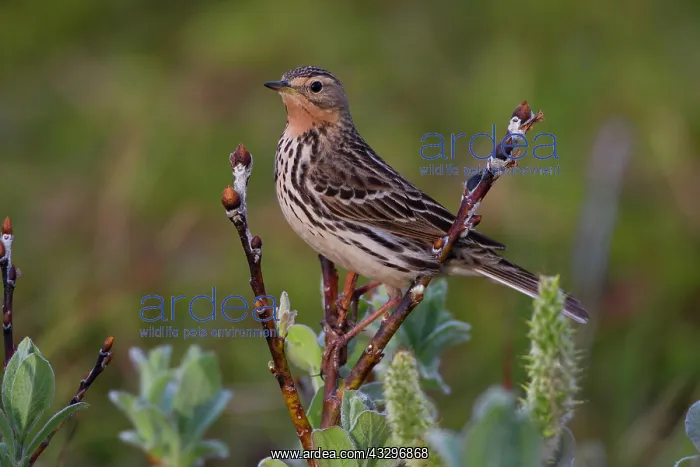 : Red-throated Pipit (Anthus cervinus), Varanger Peninsula : Red-throated Pipit (Anthus cervinus), Varanger Peninsula
