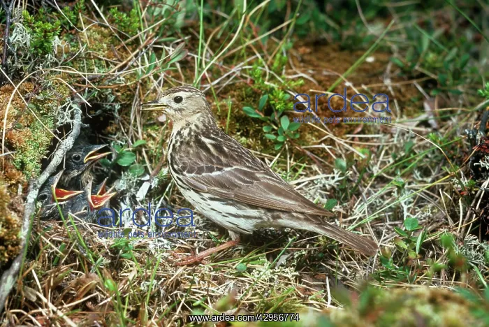 : Red-throated Pipit - with chicks in nestS : Red-throated Pipit - with chicks in nestS