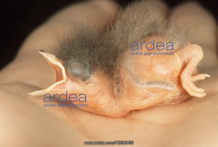 : RED-THROATED PIPIT - nestling on hand : RED-THROATED PIPIT - nestling on hand