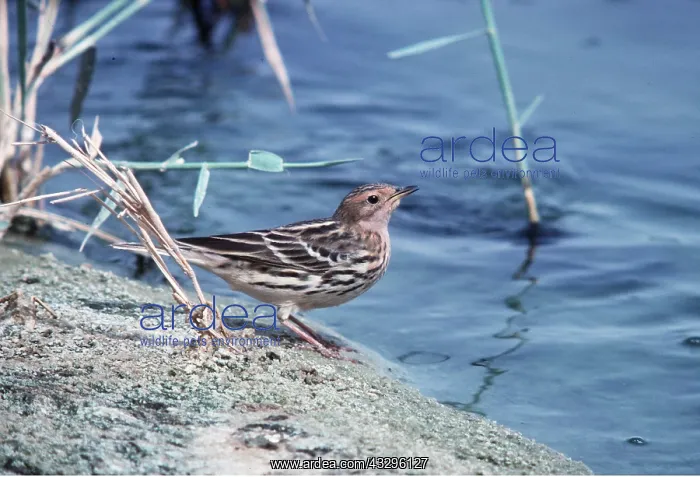 : RED-THROATED PIPIT - by water : RED-THROATED PIPIT - by water