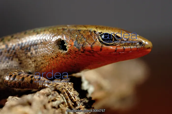 : Red-throated Skink in breeding colors : Red-throated Skink in breeding colors