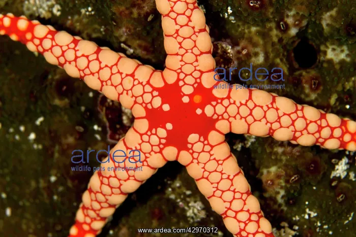 : Red Tile / Necklace / Tiled Starfish / Necklace Sea Star : Red Tile / Necklace / Tiled Starfish / Necklace Sea Star