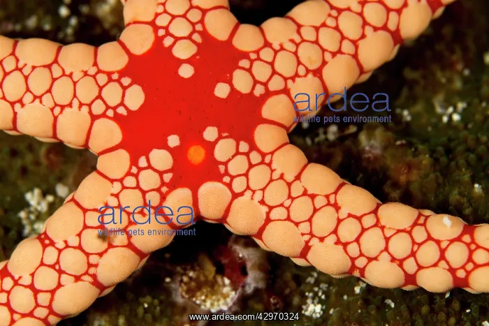: Red Tile / Necklace / Tiled Starfish / Necklace Sea Star : Red Tile / Necklace / Tiled Starfish / Necklace Sea Star