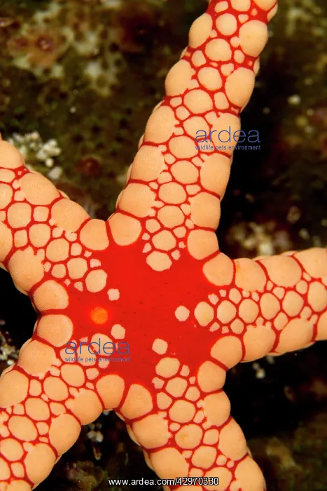 : Red Tile / Necklace / Tiled Starfish / Necklace Sea Star : Red Tile / Necklace / Tiled Starfish / Necklace Sea Star