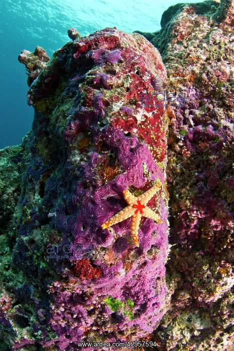  : Red-tile Starfish  /  Necklace Seastar - on a Marine