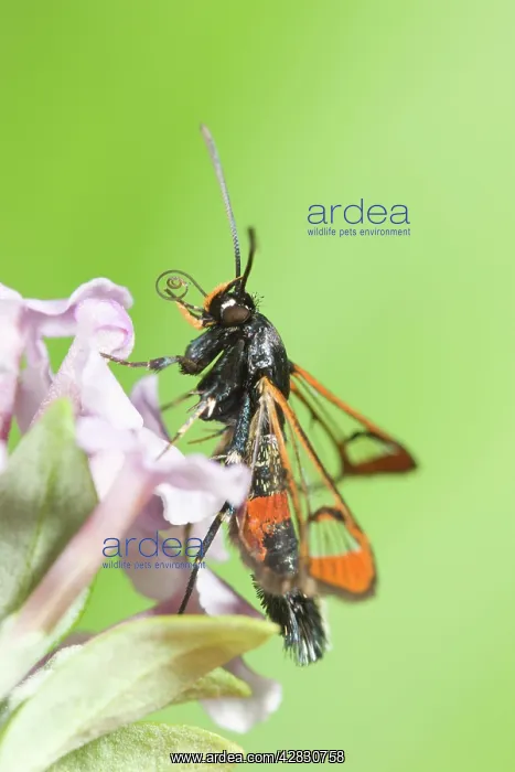  : Red-tipped Clearwing Moth