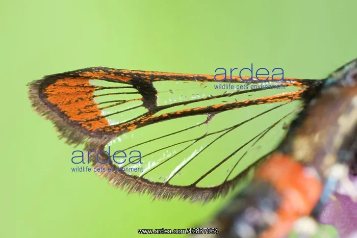 : Red-tipped Clearwing Moth : Red-tipped Clearwing Moth