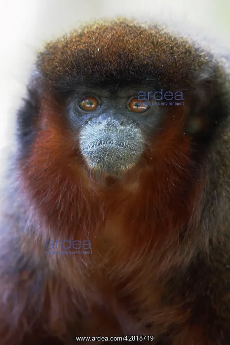 : Red Titi Monkey : Red Titi Monkey