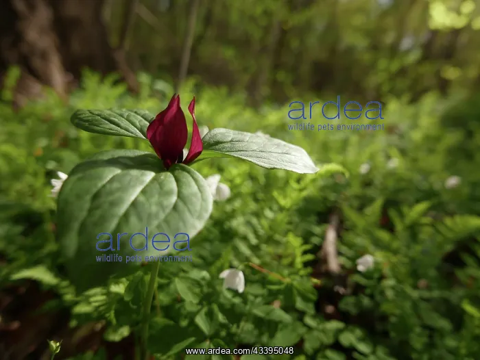 : Red or toad trillium in bloom, spring, John James : Red or toad trillium in bloom, spring, John James