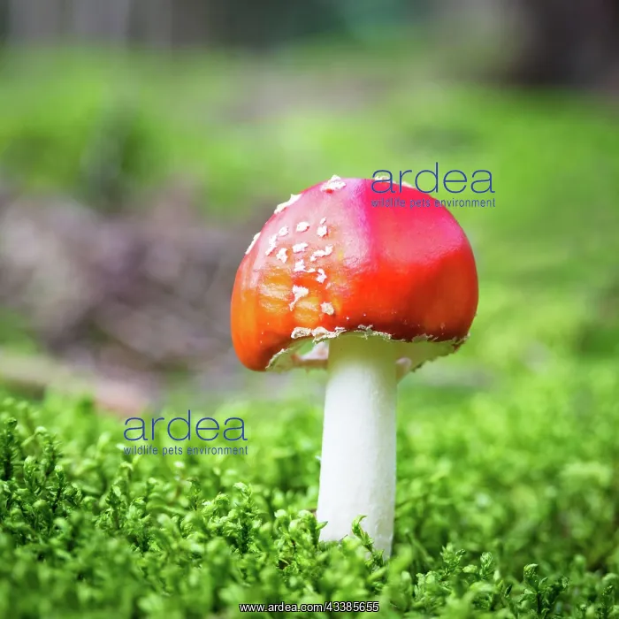 : Red toadstool mushroom in the forest : Red toadstool mushroom in the forest