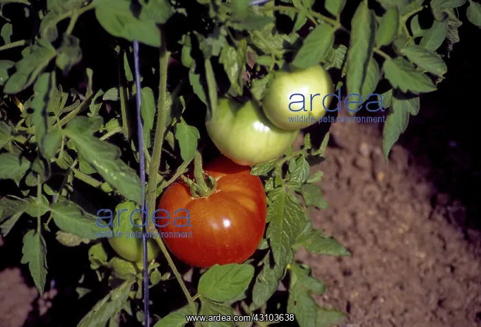 : Red Tomato on Vine : Red Tomato on Vine