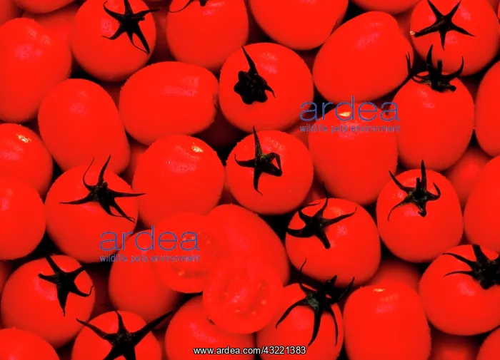: Red tomatoes : Red tomatoes