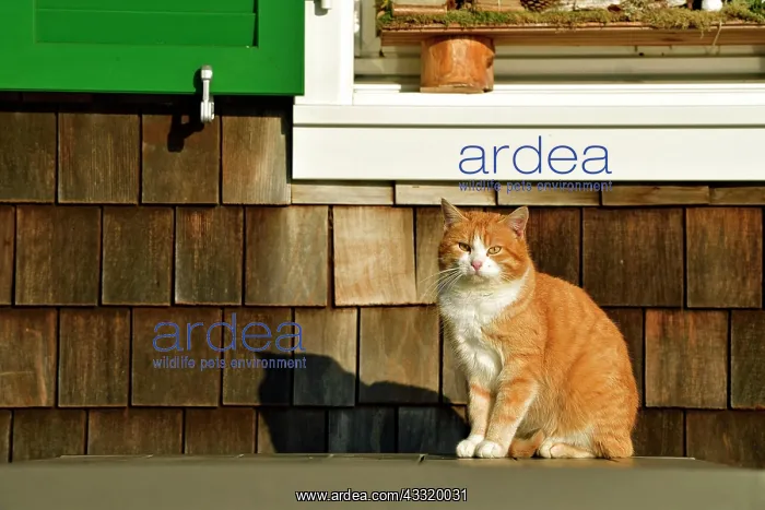: Red tomcat (Felis silvestris catus), sitting in : Red tomcat (Felis silvestris catus), sitting in