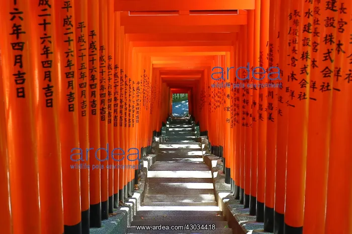 : Red Torii Gate tunnel at the Hie-Jinja Shinto Shrine : Red Torii Gate tunnel at the Hie-Jinja Shinto Shrine