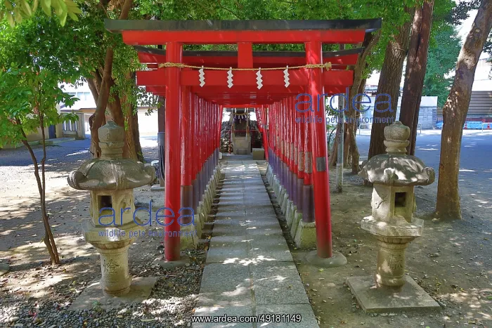  : Red Torii gates at Hanazono Shinto Shrine, Shinjuku, Tokyo, Japan
