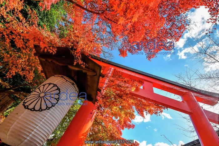  : Red Torii, Kyoto, Japan